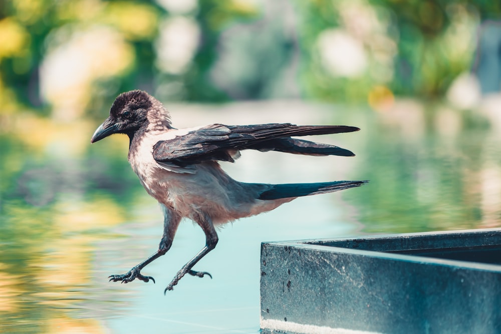 a bird is standing on its hind legs in the water