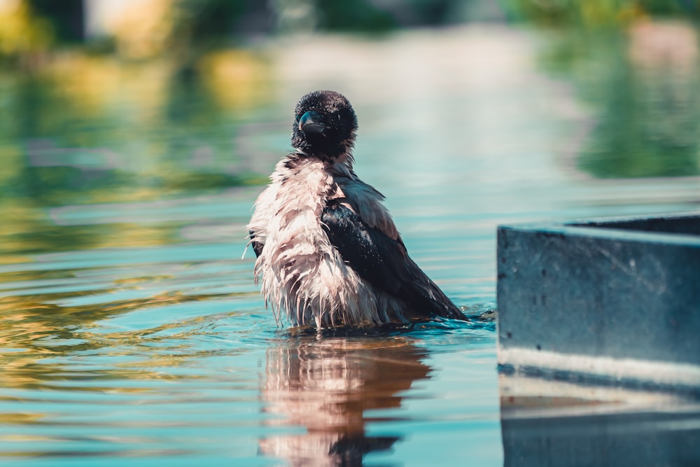 a bird that is sitting in the water