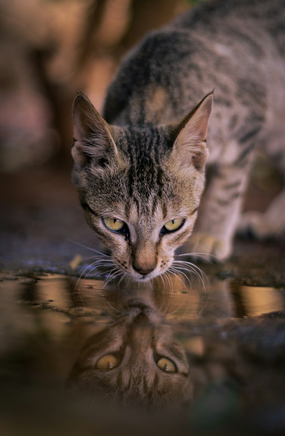 a cat looking at its reflection in the water