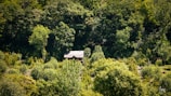 A cozy rural cabin surrounded by lush greenery.