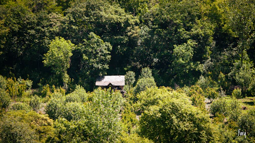 Modern wooden cabin surrounded by lush green forest.