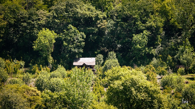 A cozy rural cabin surrounded by lush greenery.