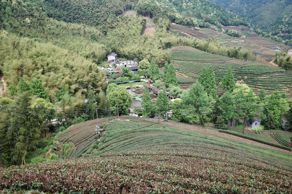 a lush green hillside covered in lots of trees