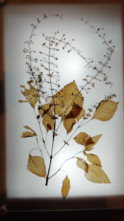 Artful arrangement of natural ingredients like herbs and seeds on a soft cream background