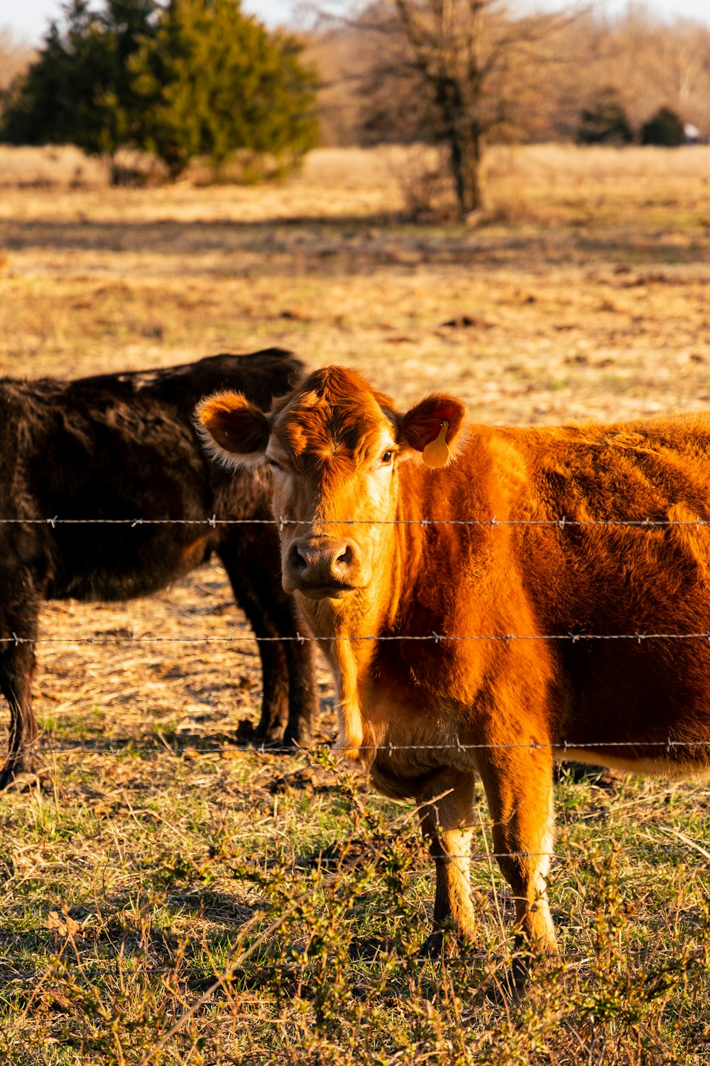 a couple of cows that are standing in the grass