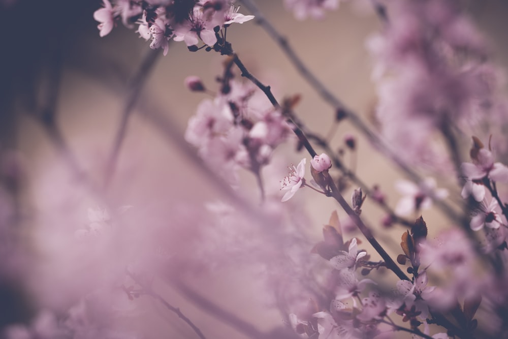 a close up of a bunch of pink flowers