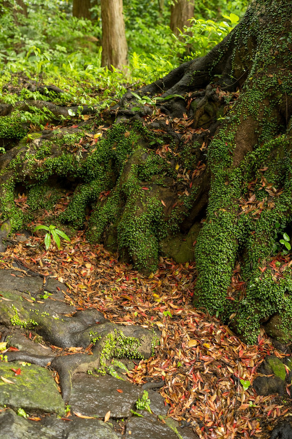 a stone path with moss growing on it