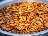A large number of golden brown larvae or pupae are gathered in a round, metal container, filling it almost to the brim. The larvae have a shiny appearance, likely due to moisture or oil, and are closely packed together, giving a textured and uniform surface.