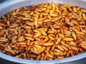 A large number of golden brown larvae or pupae are gathered in a round, metal container, filling it almost to the brim. The larvae have a shiny appearance, likely due to moisture or oil, and are closely packed together, giving a textured and uniform surface.