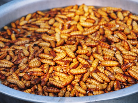 A large number of golden brown larvae or pupae are gathered in a round, metal container, filling it almost to the brim. The larvae have a shiny appearance, likely due to moisture or oil, and are closely packed together, giving a textured and uniform surface.