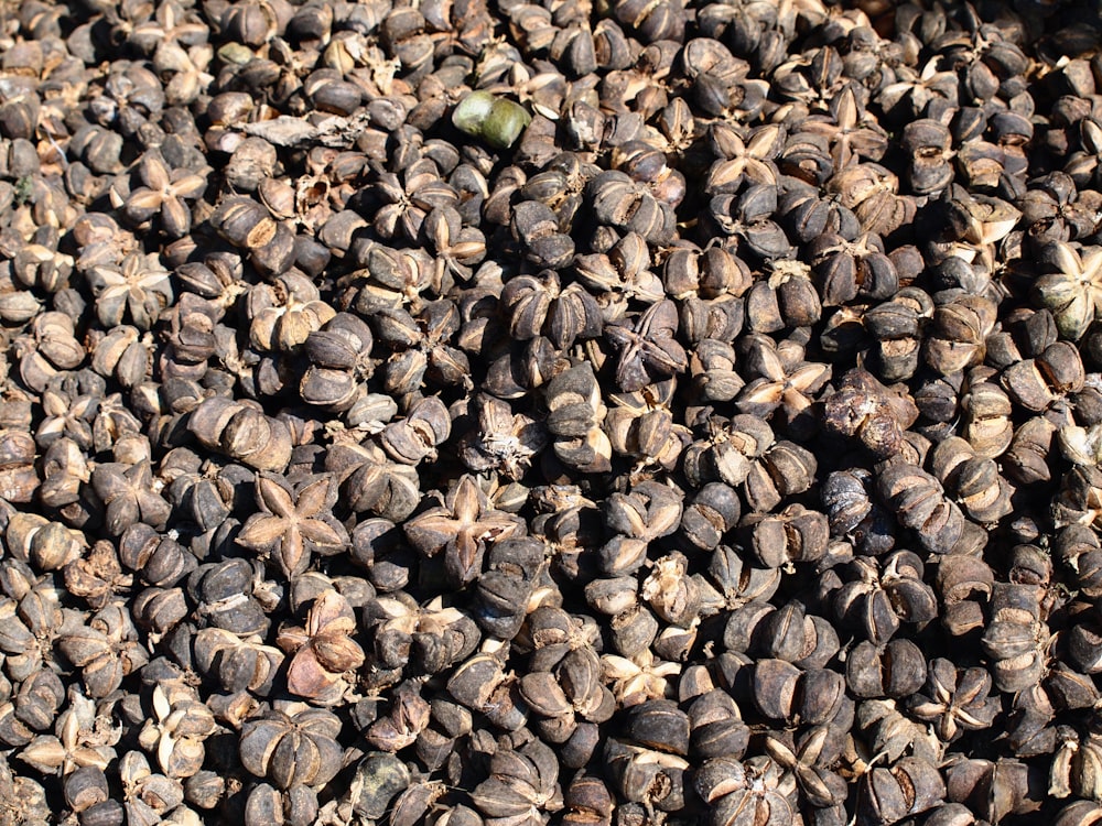 a large pile of seeds sitting on top of a table