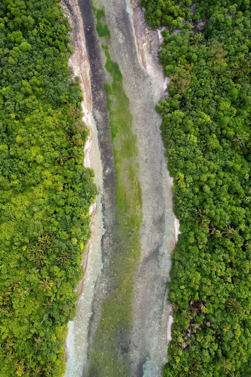 a river running through a lush green forest