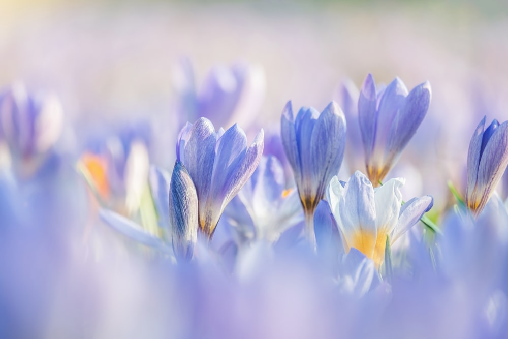Un campo de flores azules y blancas con un fondo borroso