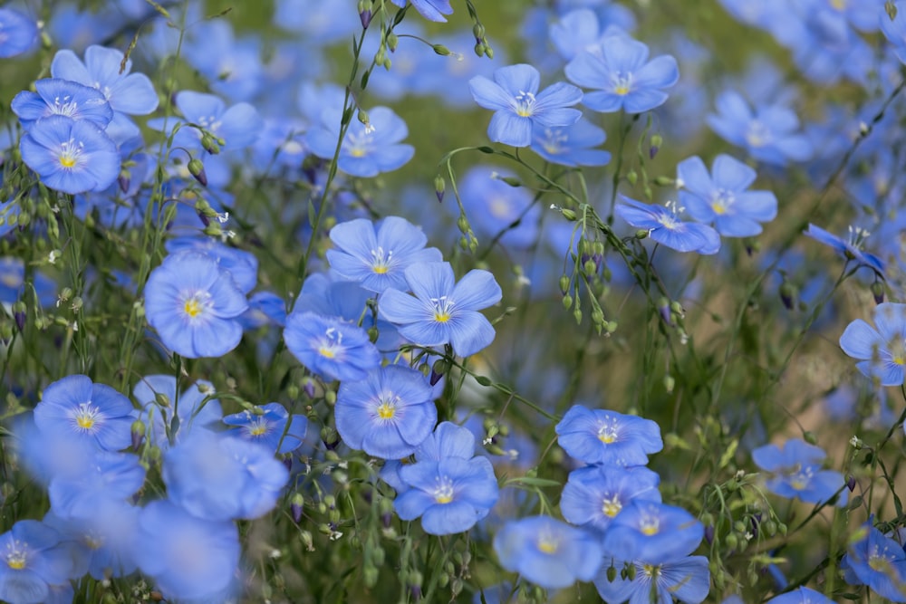 a bunch of blue flowers that are in the grass