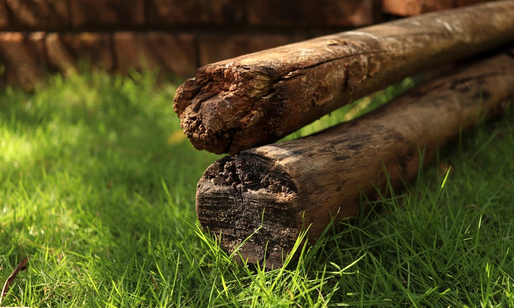 a close up of a log in the grass