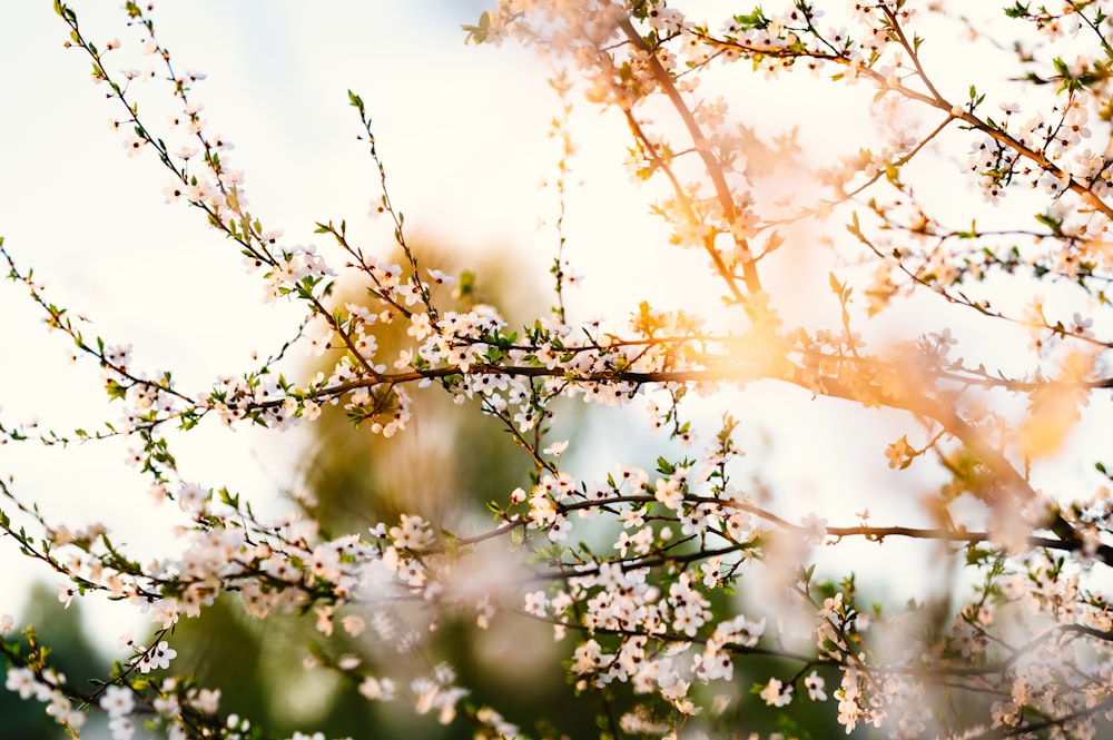 a close up of a tree with white flowers