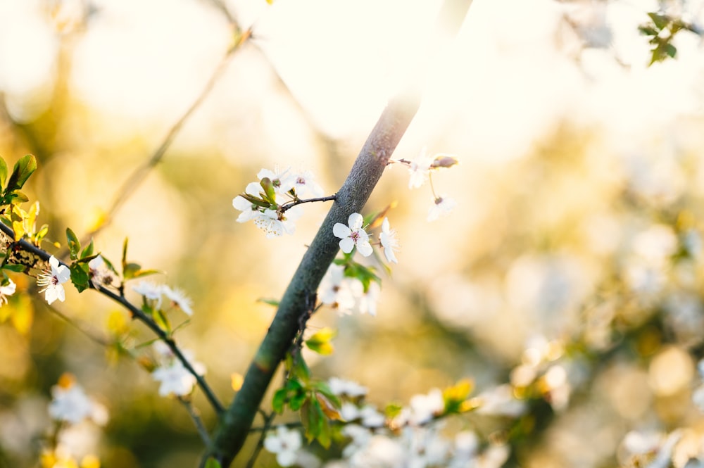 a branch of a tree with white flowers