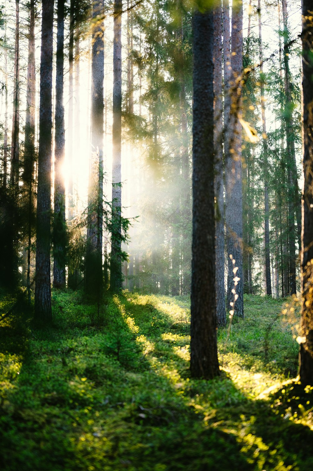 the sun shines through the trees in the forest