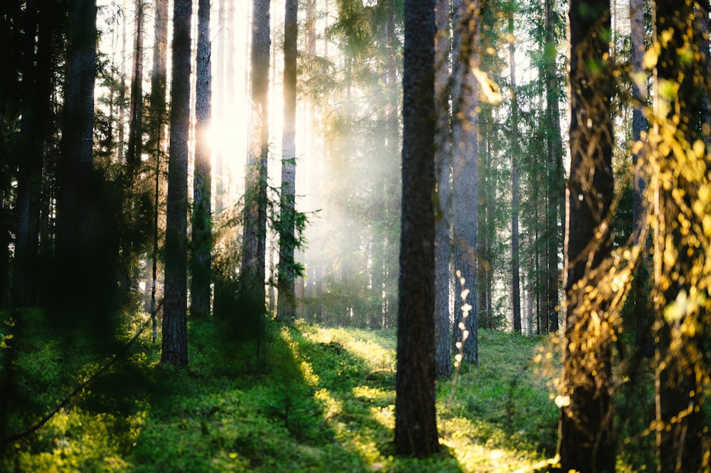 the sun shines through the trees in the forest