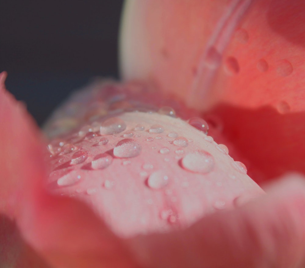 a pink flower with water droplets on it