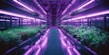 A futuristic indoor farm with rows of lush green plants growing under bright purple LED lights. The plants are arranged on shelves along a corridor, reflecting vibrant purple hues on the glossy floor.