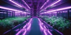 A futuristic indoor farm with rows of lush green plants growing under bright purple LED lights. The plants are arranged on shelves along a corridor, reflecting vibrant purple hues on the glossy floor.