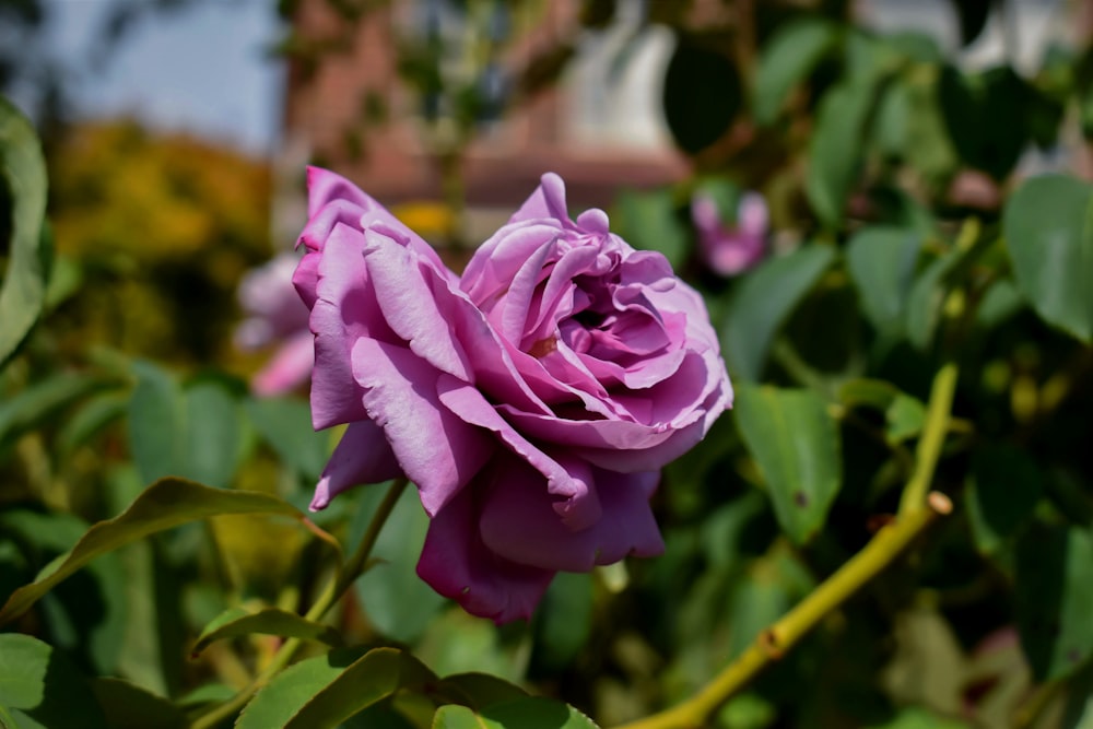 uma rosa roxa está florescendo em um jardim