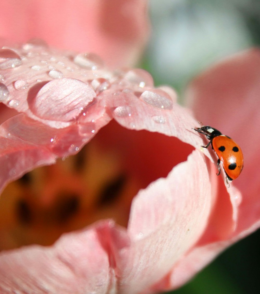 a lady bug sitting on top of a pink flower