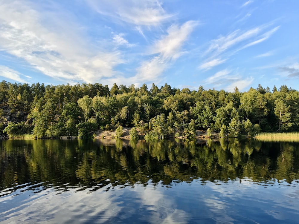 a body of water surrounded by a forest