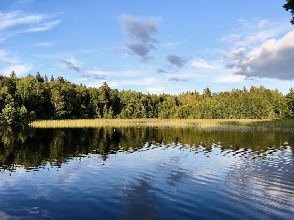 a body of water surrounded by a forest