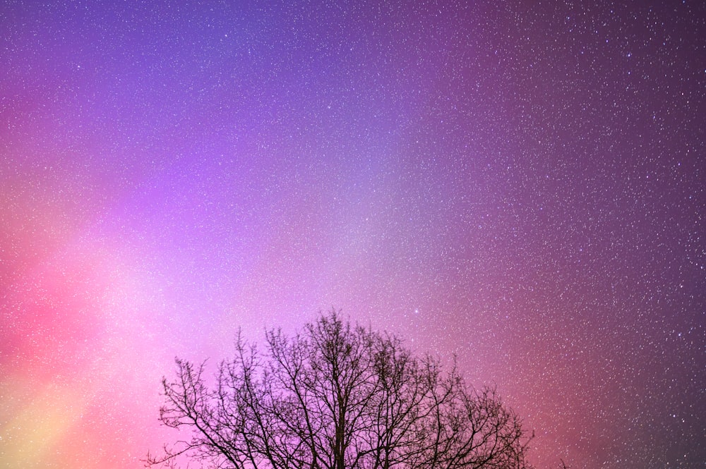 Un arbre se dessine sur fond de ciel violet et rose