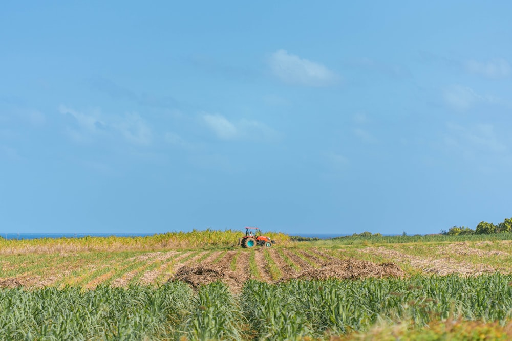 Un tracteur traverse un champ de maïs