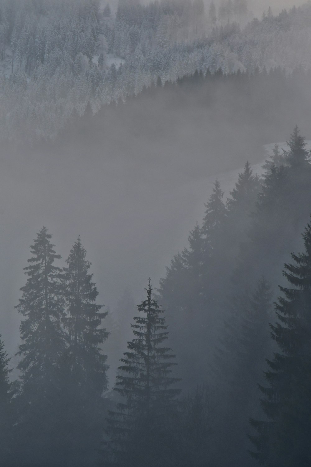 a forest filled with lots of trees covered in fog