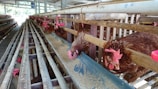 Several brown chickens are inside a poultry farm, positioned in a row along feeding troughs. They are pecking at the feed that is placed in a long blue trough, with wooden partitions separating each bird. The environment is structured with metal and wood, and the farm is under a roof with natural light visible at the far end.