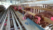 Several brown chickens are inside a poultry farm, positioned in a row along feeding troughs. They are pecking at the feed that is placed in a long blue trough, with wooden partitions separating each bird. The environment is structured with metal and wood, and the farm is under a roof with natural light visible at the far end.