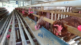 Several brown chickens are inside a poultry farm, positioned in a row along feeding troughs. They are pecking at the feed that is placed in a long blue trough, with wooden partitions separating each bird. The environment is structured with metal and wood, and the farm is under a roof with natural light visible at the far end.