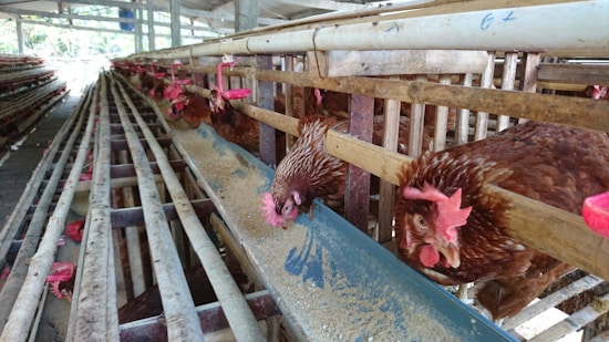 Several brown chickens are inside a poultry farm, positioned in a row along feeding troughs. They are pecking at the feed that is placed in a long blue trough, with wooden partitions separating each bird. The environment is structured with metal and wood, and the farm is under a roof with natural light visible at the far end.