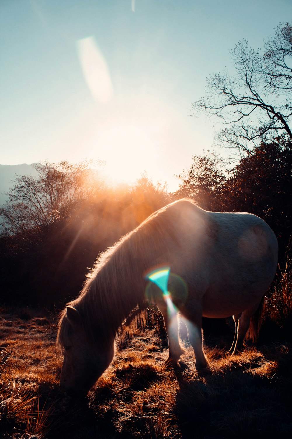 a white horse eating grass in a field