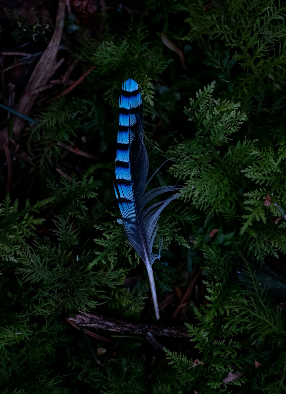 a blue bird's feather resting on a tree branch