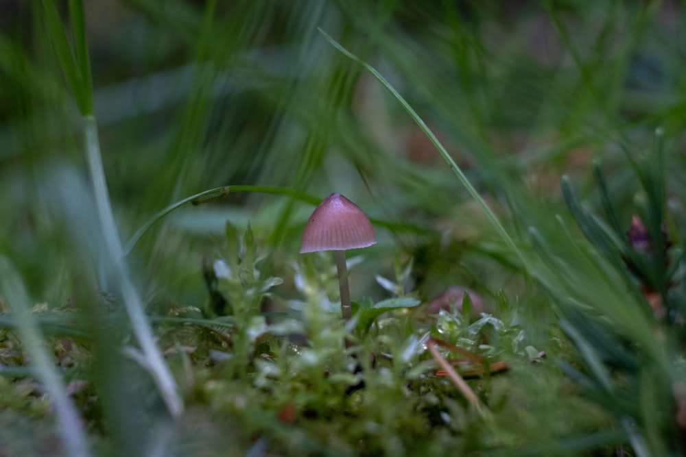 a small mushroom sitting on top of a lush green field