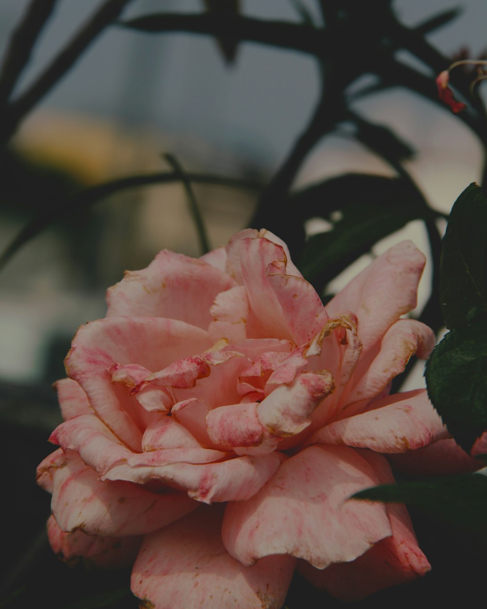 a close up of a pink flower on a plant