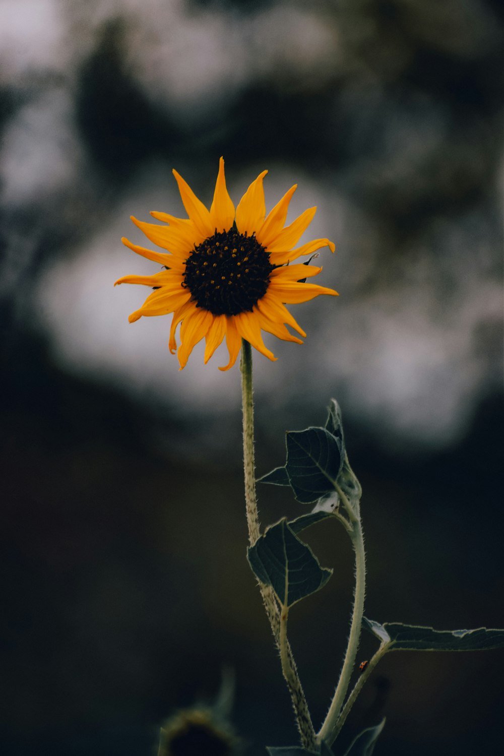 a single sunflower with a blurry background