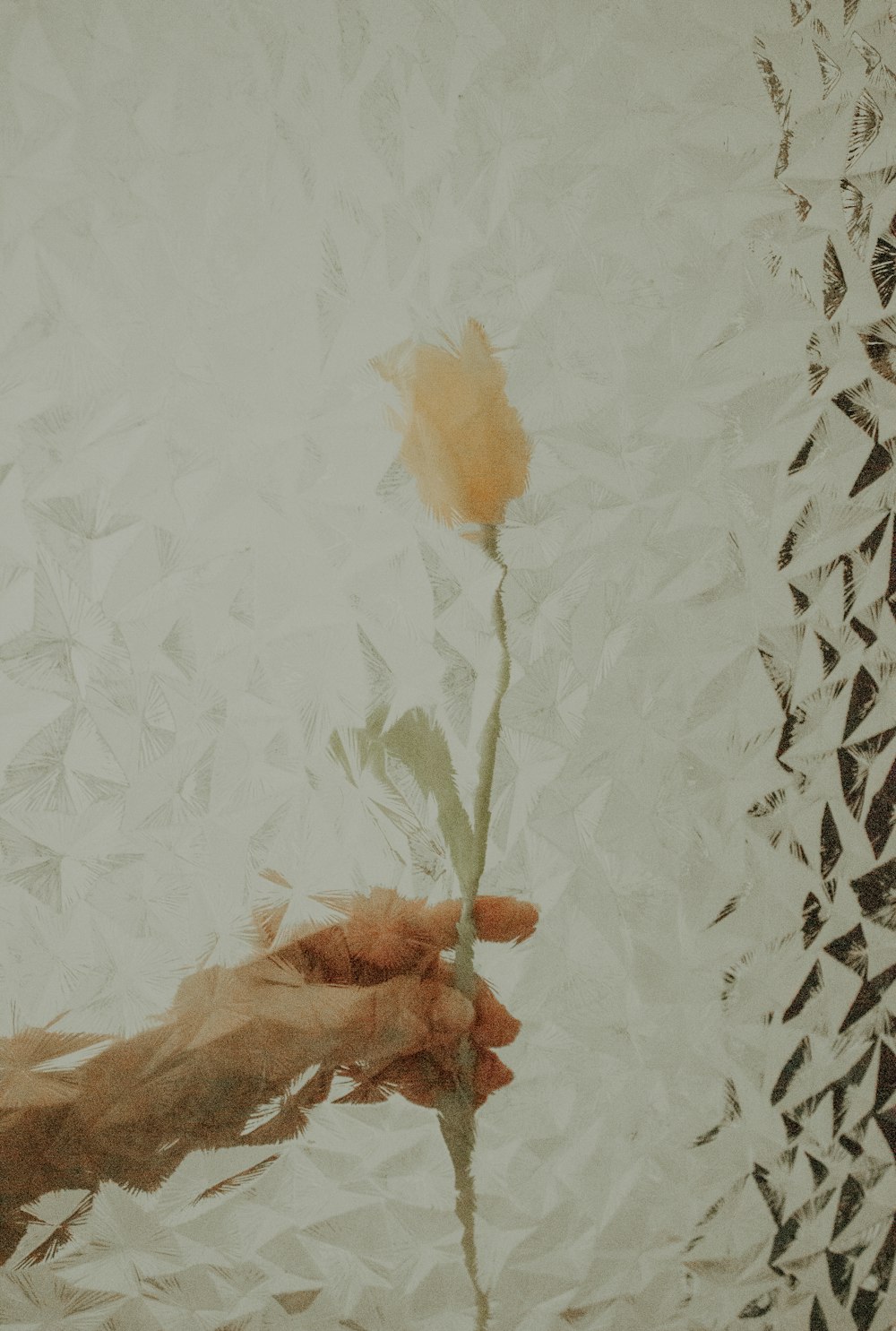 a person holding a flower in their hand