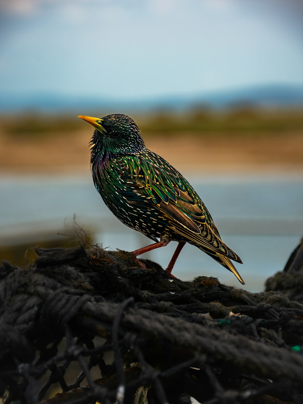 a colorful bird sitting on top of a pile of rope