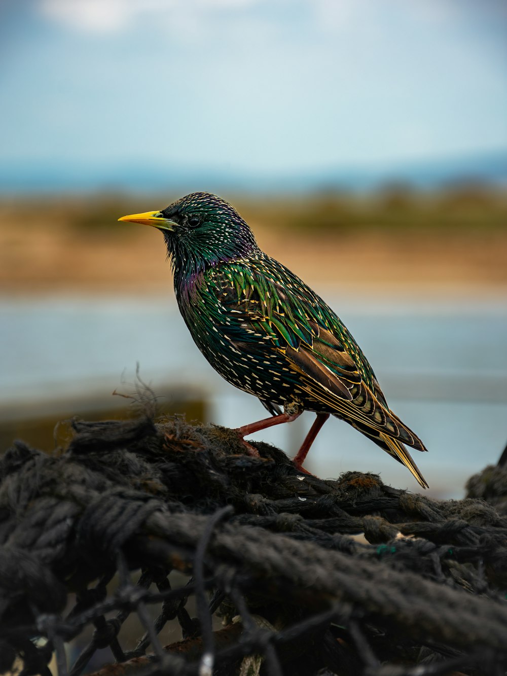 a colorful bird sitting on top of a pile of rope
