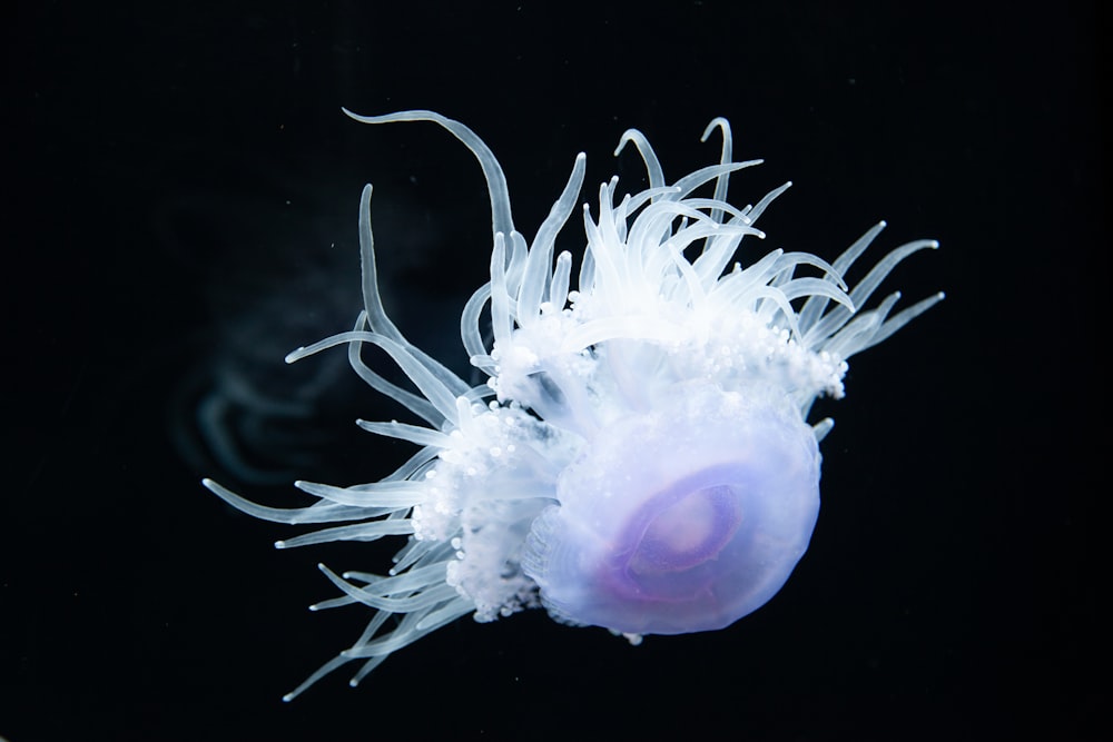 a close up of a jellyfish on a black background