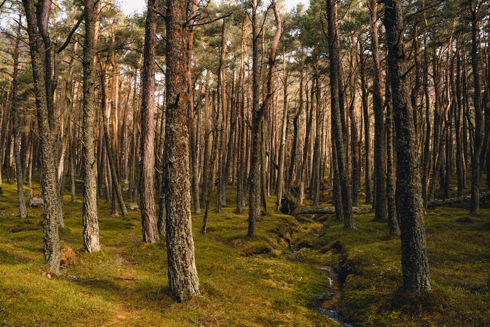 Ein Wald mit vielen hohen Bäumen