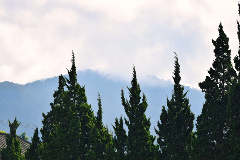 a bird is perched on top of a tree
