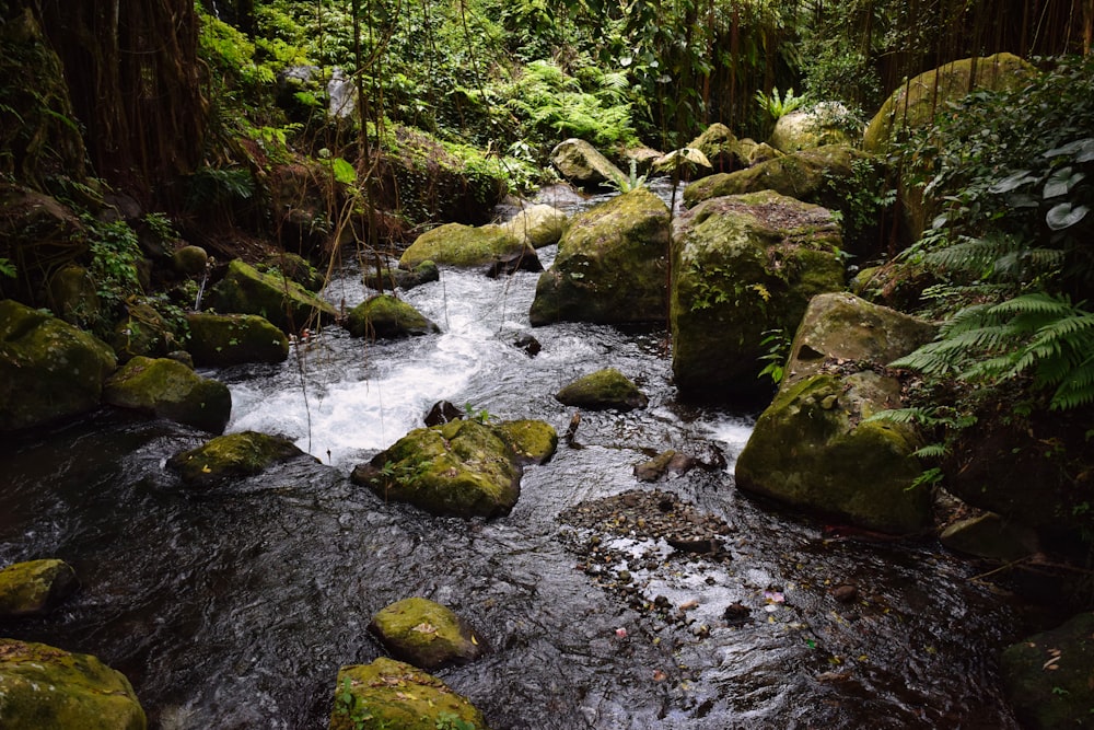 a stream running through a lush green forest