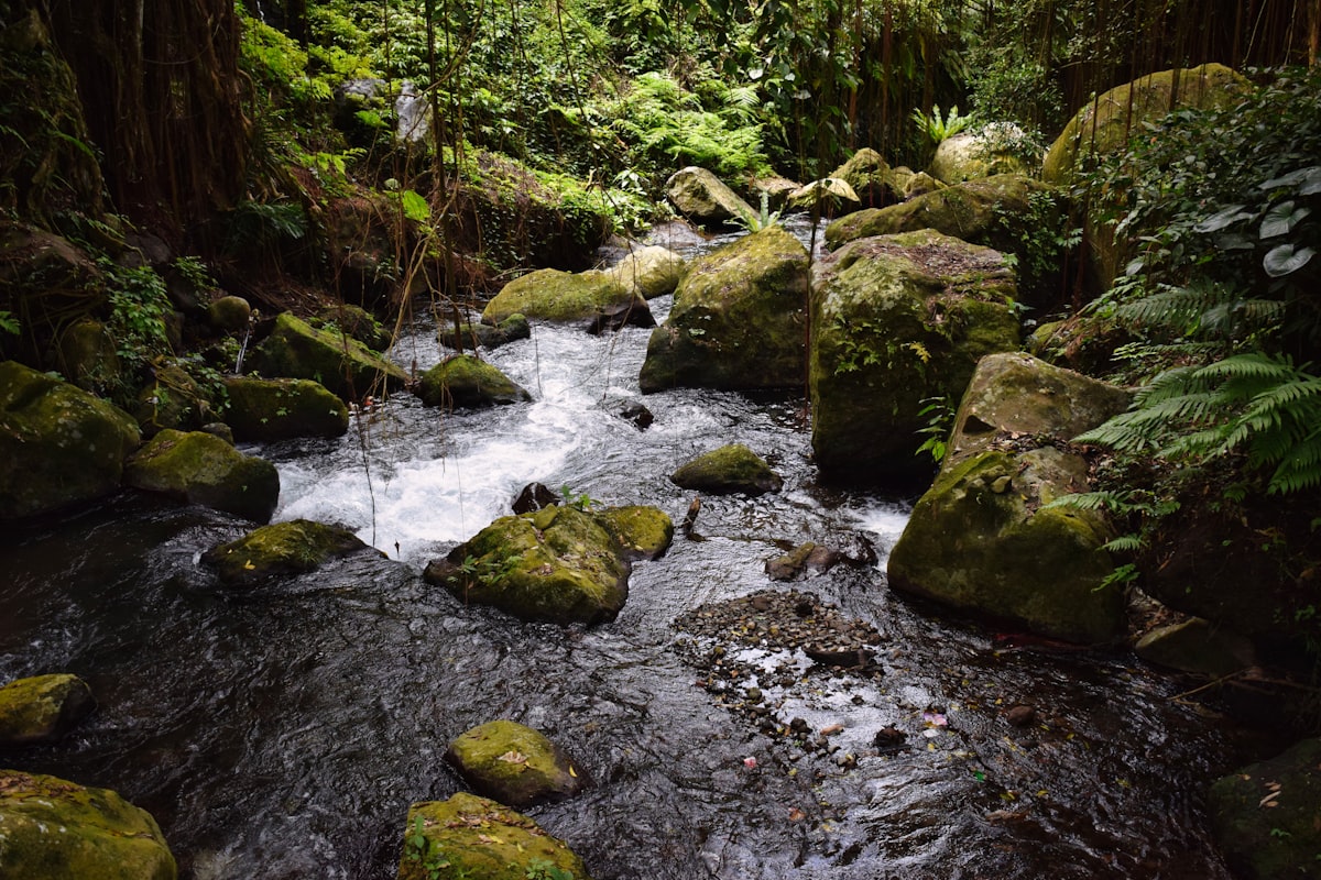 A flowing stream winding through dense forest vegetation, headwater register